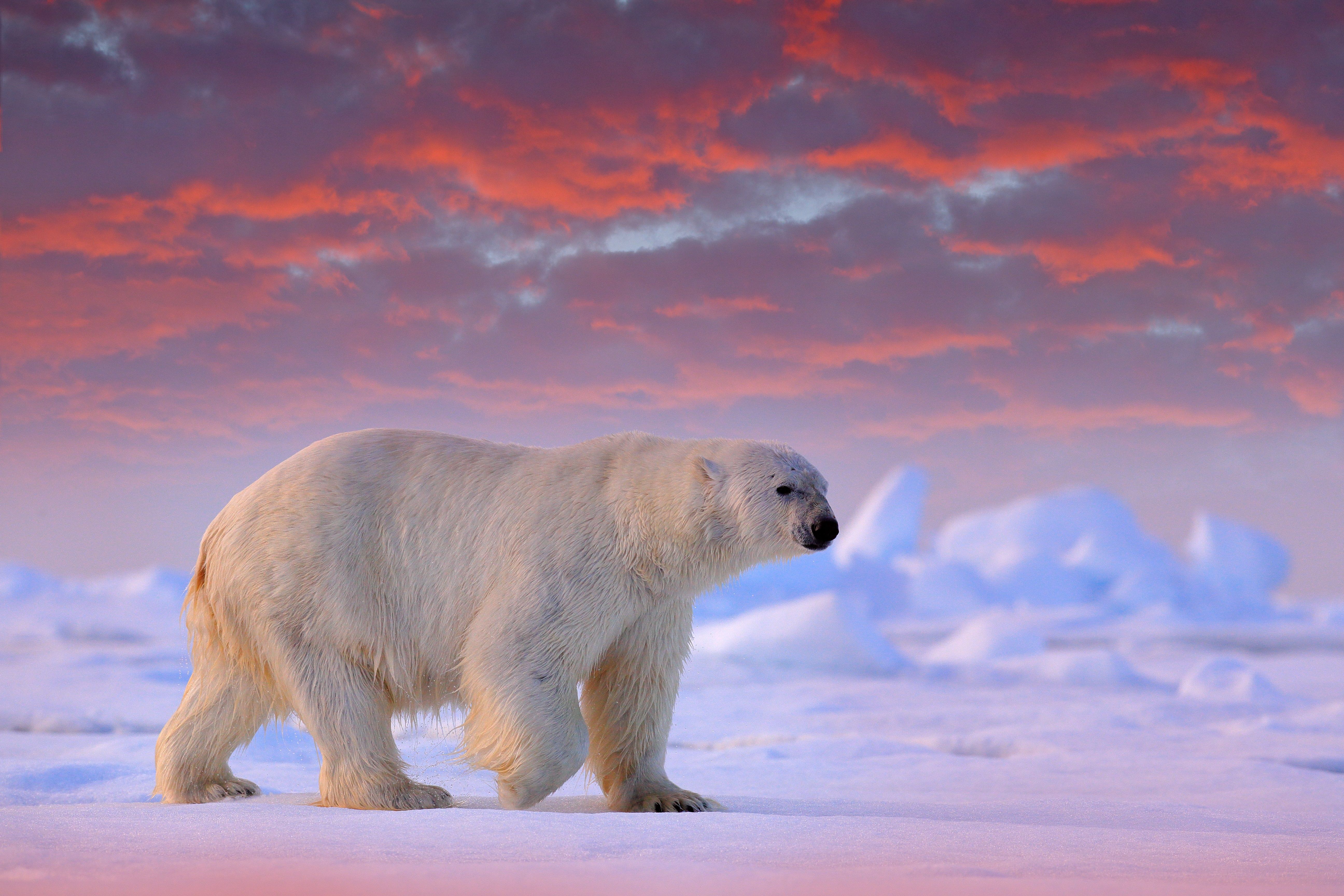 Polar bear at sunset, Svalbard